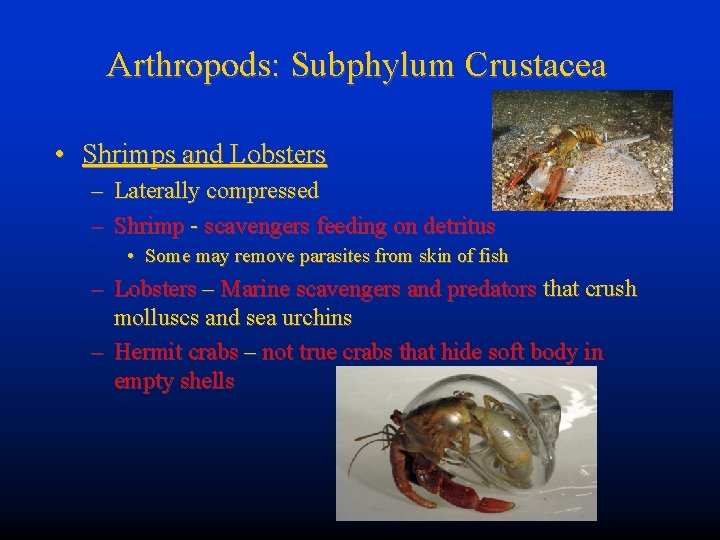 Arthropods: Subphylum Crustacea • Shrimps and Lobsters – Laterally compressed – Shrimp - scavengers