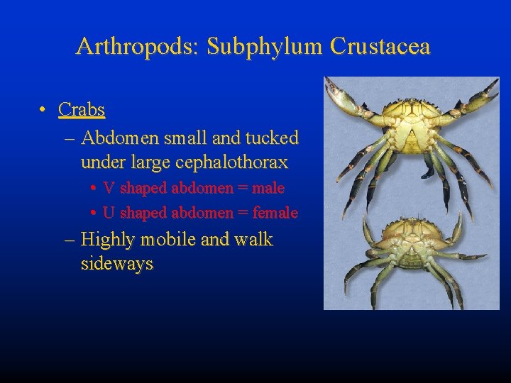Arthropods: Subphylum Crustacea • Crabs – Abdomen small and tucked under large cephalothorax •
