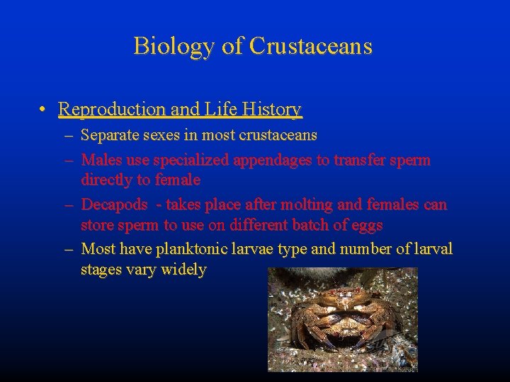 Biology of Crustaceans • Reproduction and Life History – Separate sexes in most crustaceans