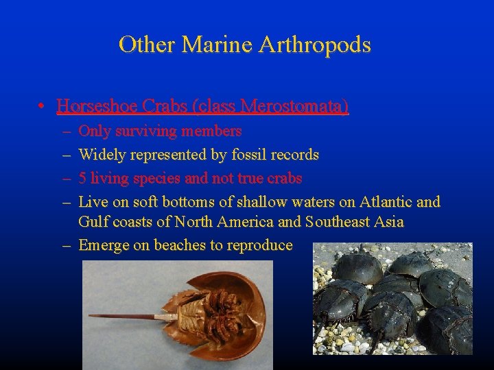 Other Marine Arthropods • Horseshoe Crabs (class Merostomata) – – Only surviving members Widely