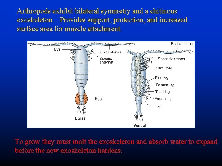 Arthropods exhibit bilateral symmetry and a chitinous exoskeleton. Provides support, protection, and increased surface