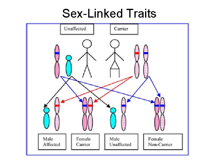 Sex-Linked Traits 