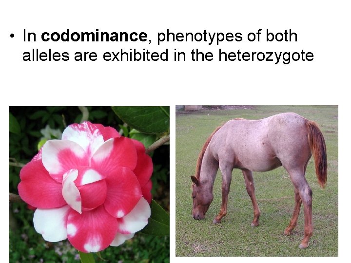  • In codominance, phenotypes of both alleles are exhibited in the heterozygote 