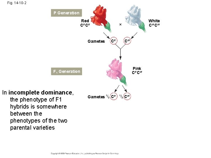 Fig. 14 -10 -2 P Generation Red CRCR Gametes White CW CW CR CW