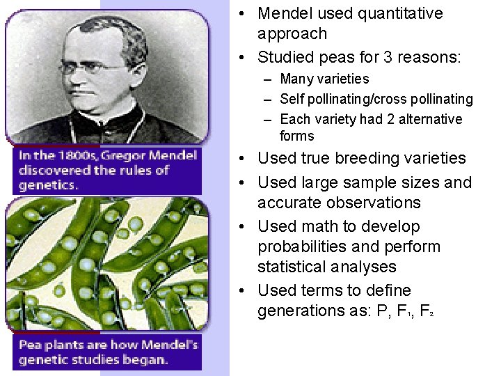  • Mendel used quantitative approach • Studied peas for 3 reasons: – Many