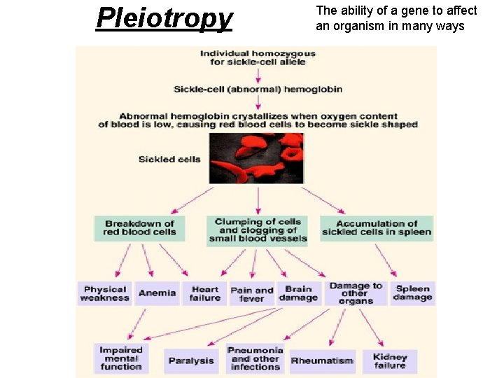 Pleiotropy The ability of a gene to affect an organism in many ways 