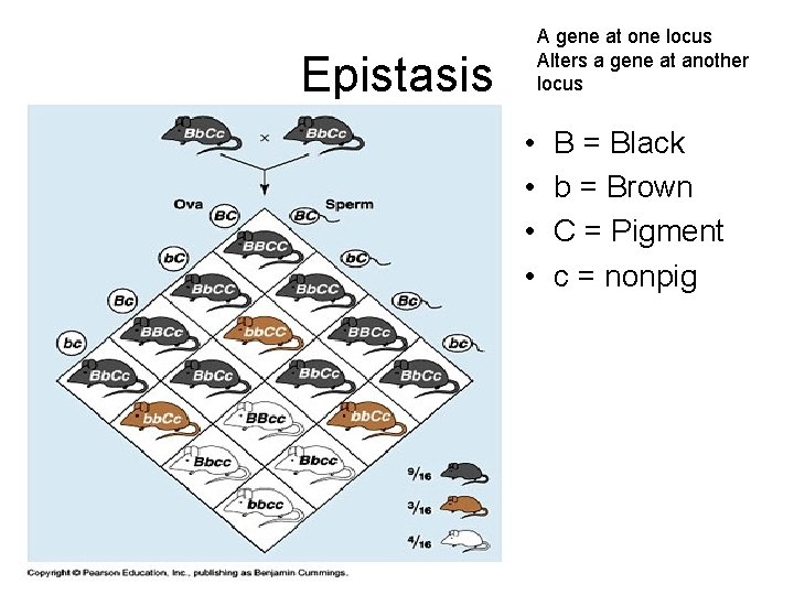 A gene at one locus Alters a gene at another locus Epistasis • •