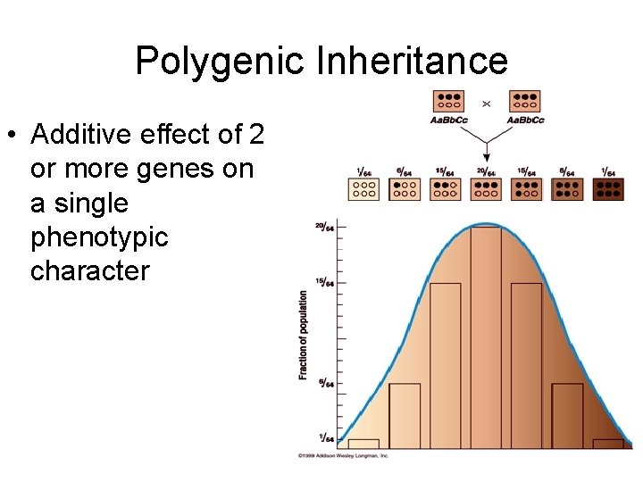 Polygenic Inheritance • Additive effect of 2 or more genes on a single phenotypic