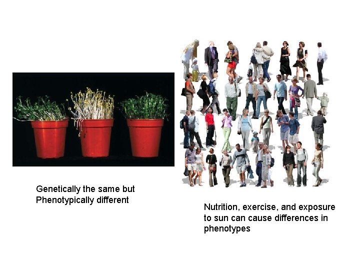 Genetically the same but Phenotypically different Nutrition, exercise, and exposure to sun cause differences