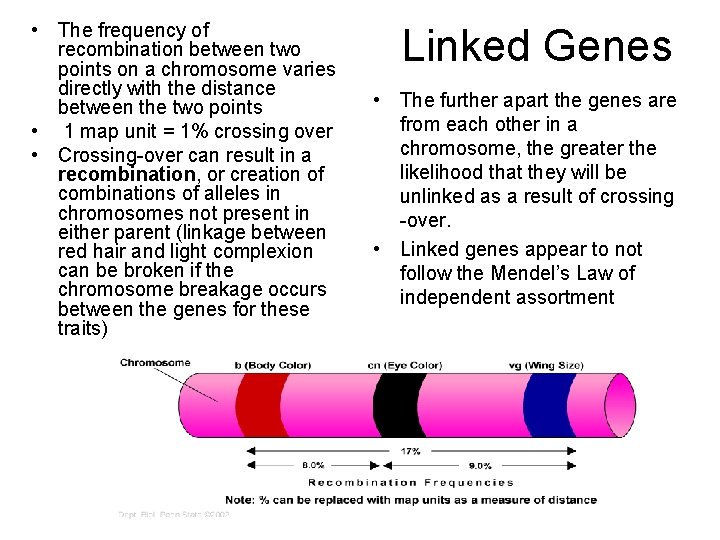  • The frequency of recombination between two points on a chromosome varies directly