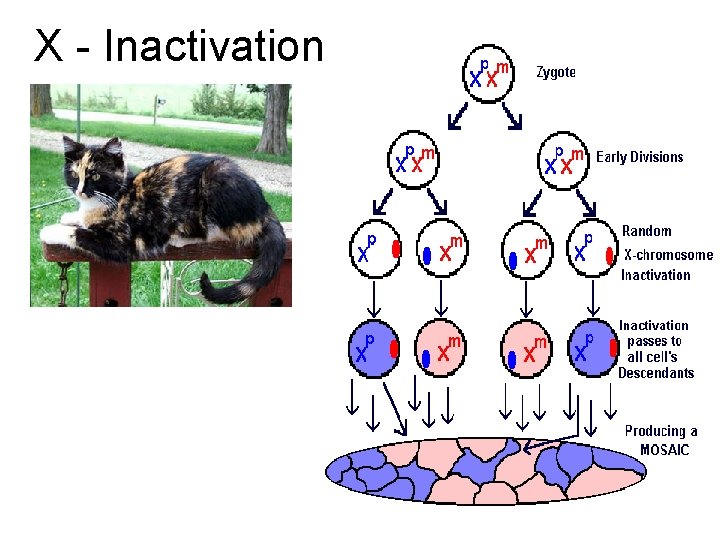 X - Inactivation 