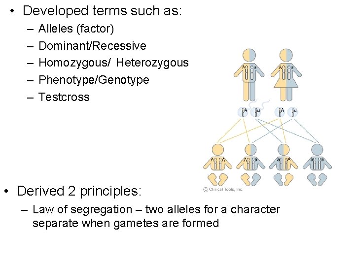  • Developed terms such as: – – – Alleles (factor) Dominant/Recessive Homozygous/ Heterozygous