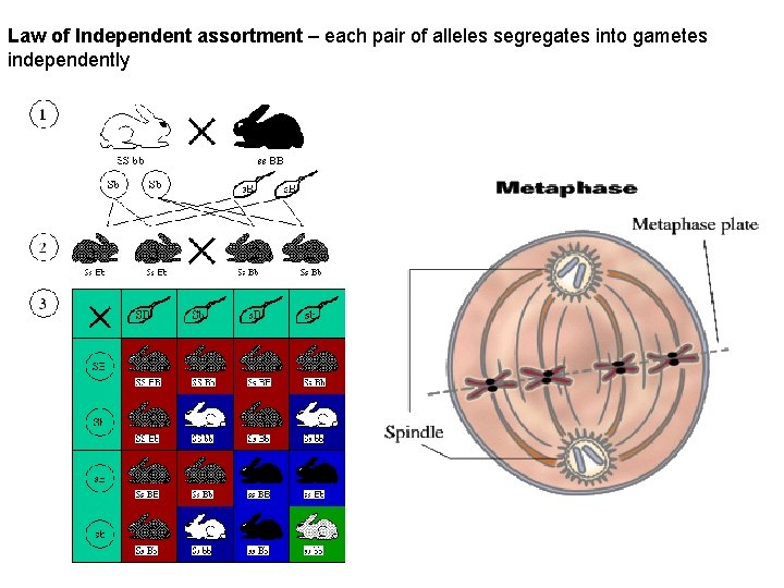 Law of Independent assortment – each pair of alleles segregates into gametes independently 