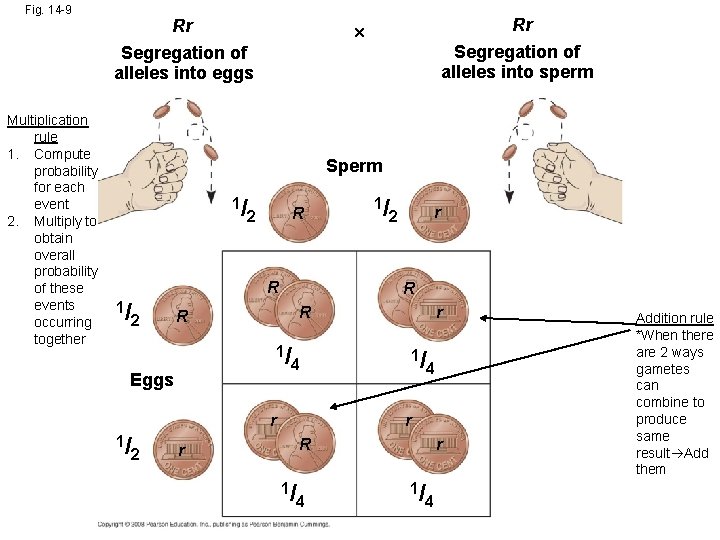 Fig. 14 -9 Rr Rr Segregation of alleles into sperm Segregation of alleles into