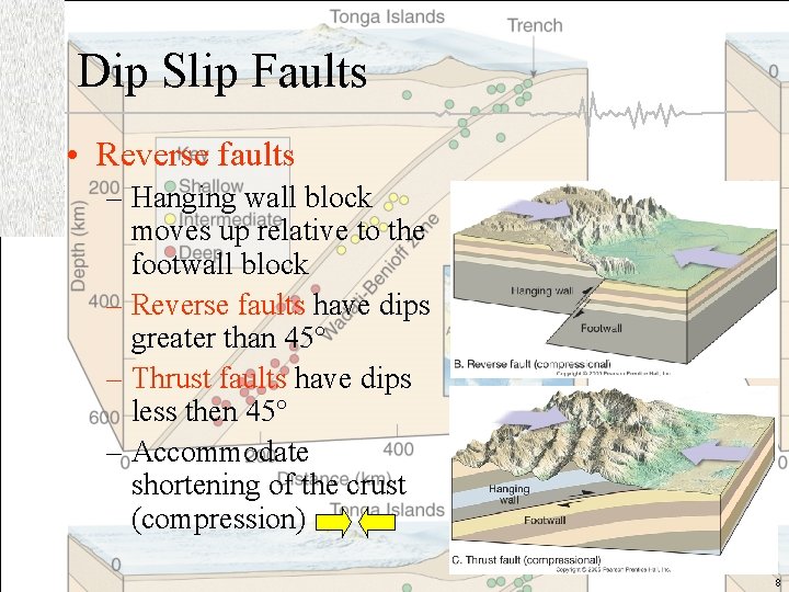 Dip Slip Faults • Reverse faults – Hanging wall block moves up relative to