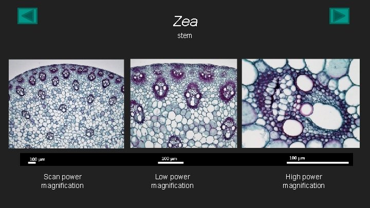 Zea stem Scan power magnification Low power magnification High power magnification 