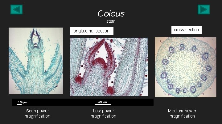 Coleus stem longitudinal section Scan power magnification Low power magnification cross section Medium power
