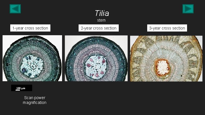 Tilia stem 1 -year cross section Scan power magnification 2 -year cross section 3