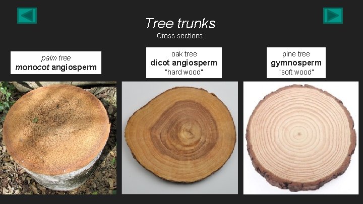 Tree trunks Cross sections palm tree monocot angiosperm oak tree pine tree dicot angiosperm