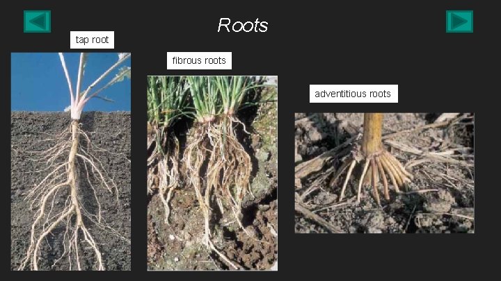 tap root Roots fibrous roots adventitious roots 