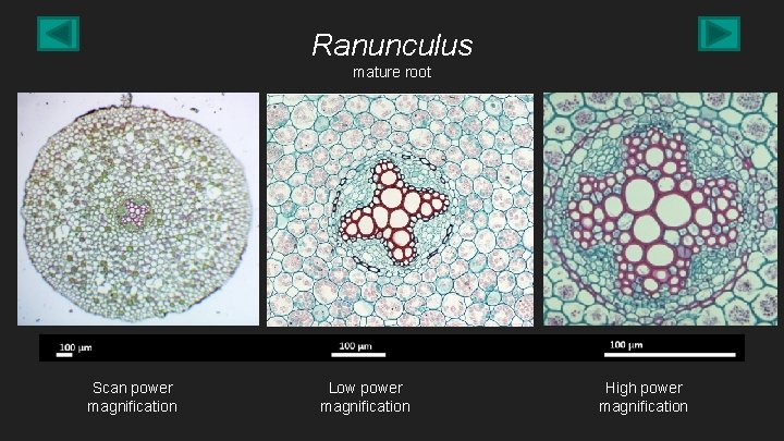 Ranunculus mature root Scan power magnification Low power magnification High power magnification 