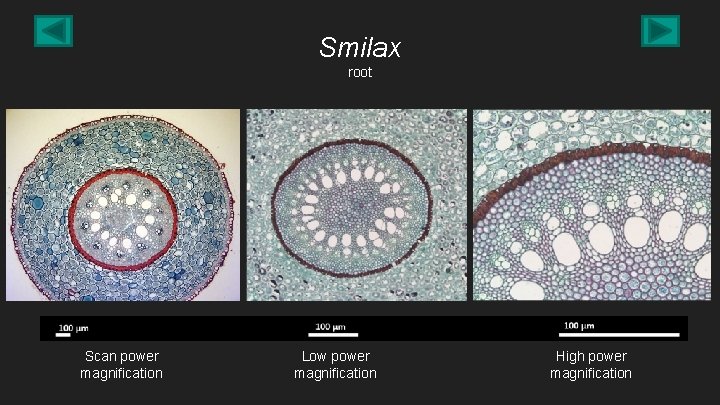 Smilax root Scan power magnification Low power magnification High power magnification 