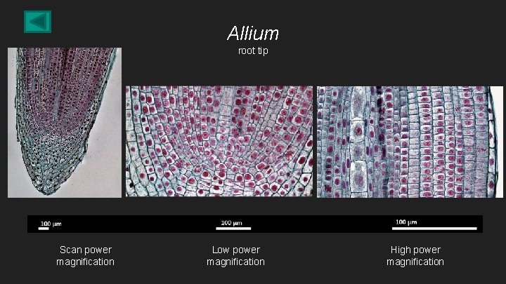 Allium root tip Scan power magnification Low power magnification High power magnification 