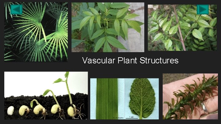Vascular Plant Structures 