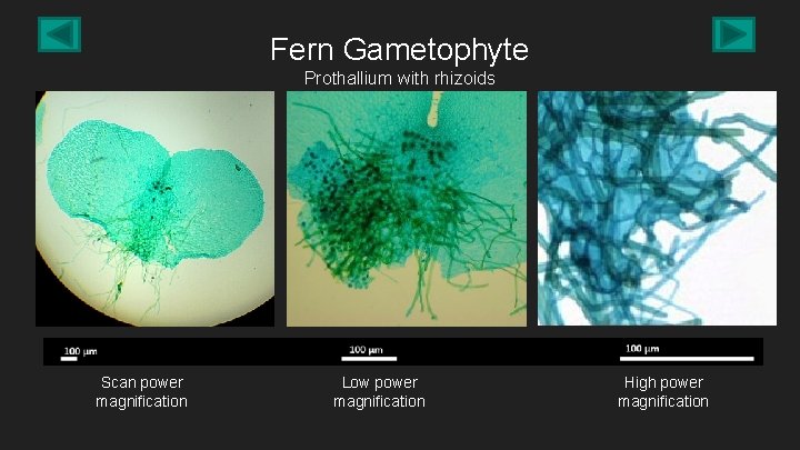 Fern Gametophyte Prothallium with rhizoids Scan power magnification Low power magnification High power magnification