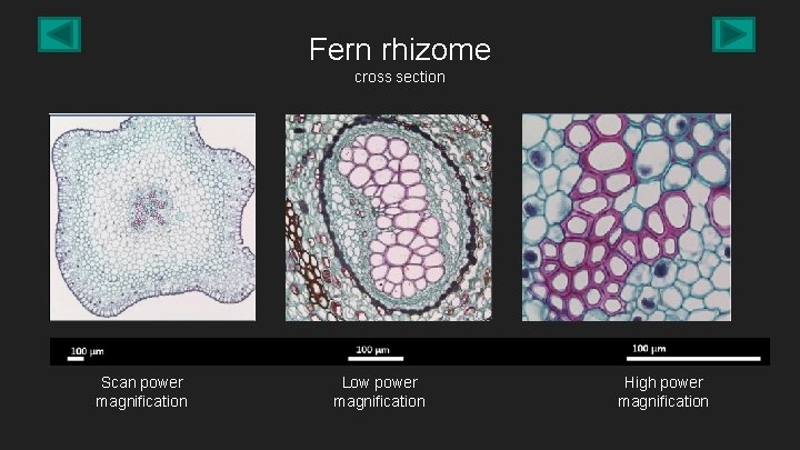 Fern rhizome cross section Scan power magnification Low power magnification High power magnification 