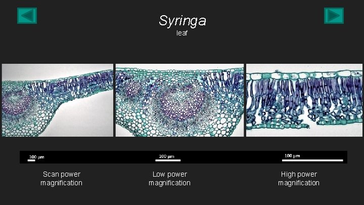 Syringa leaf Scan power magnification Low power magnification High power magnification 