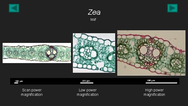 Zea leaf Scan power magnification Low power magnification High power magnification 