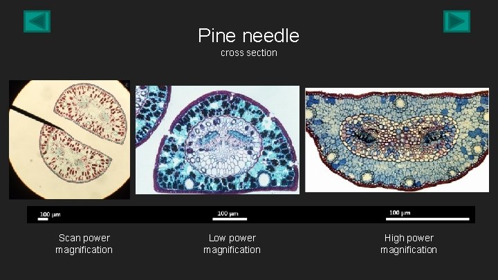 Pine needle cross section Scan power magnification Low power magnification High power magnification 