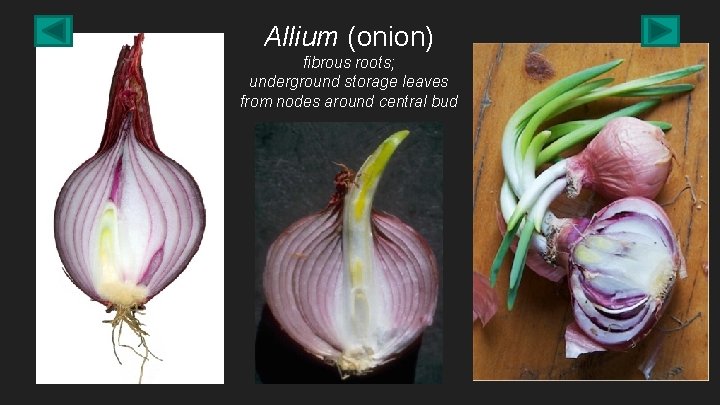Allium (onion) fibrous roots; underground storage leaves from nodes around central bud 