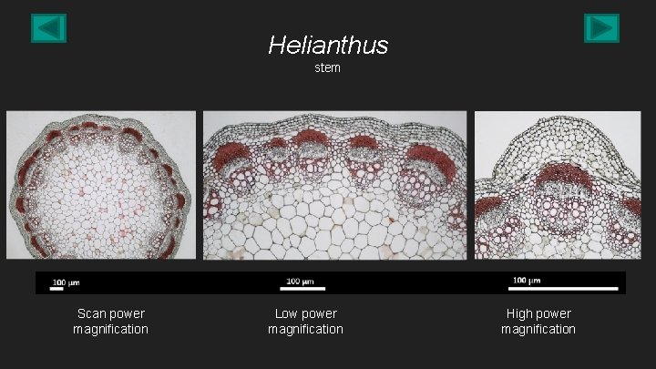 Helianthus stem Scan power magnification Low power magnification High power magnification 