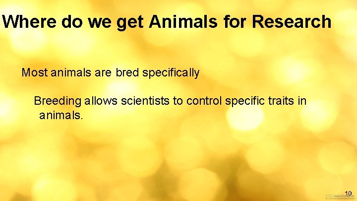 Where do we get Animals for Research Most animals are bred specifically Breeding allows