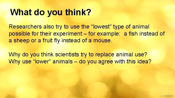 What do you think? Researchers also try to use the “lowest” type of animal