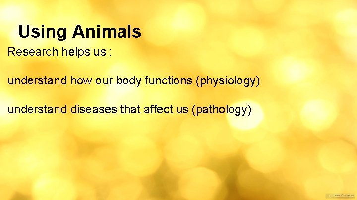 Using Animals Research helps us : understand how our body functions (physiology) understand diseases