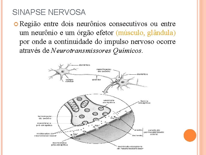 SINAPSE NERVOSA Região entre dois neurônios consecutivos ou entre um neurônio e um órgão