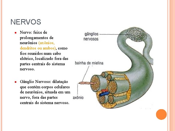 NERVOS Nervo: feixe de prolongamentos de neurônios (axônios, dendritos ou ambos), como fios reunidos