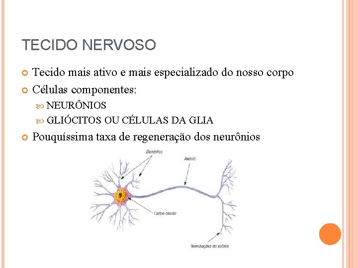TECIDO NERVOSO Tecido mais ativo e mais especializado do nosso corpo Células componentes: NEURÔNIOS