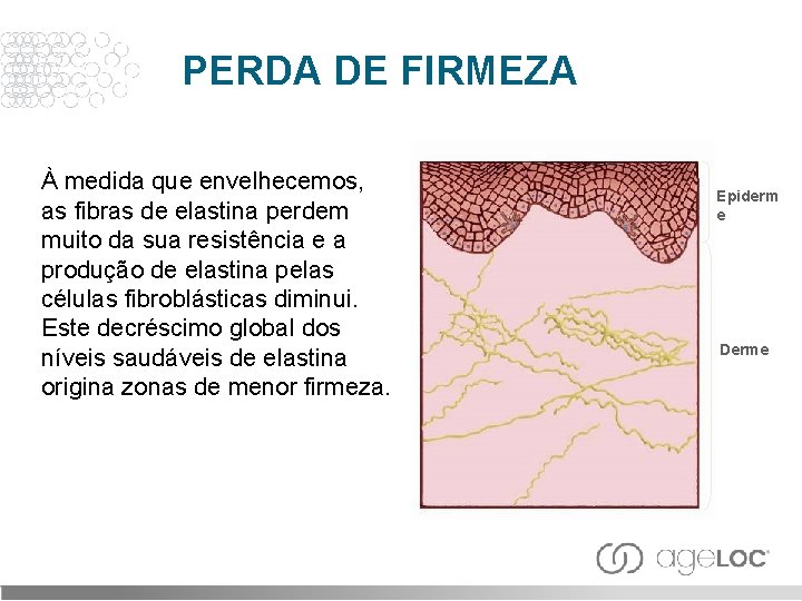 PERDA DE FIRMEZA À medida que envelhecemos, as fibras de elastina perdem muito da