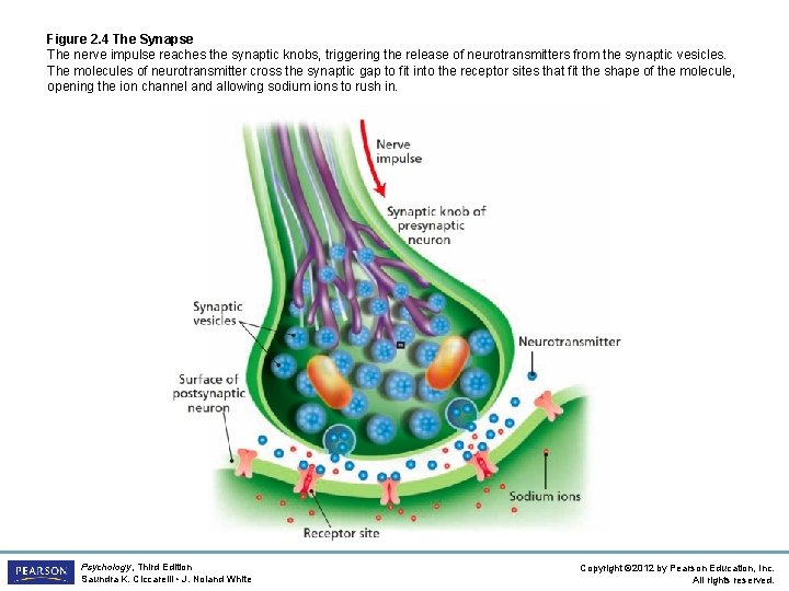 Figure 2. 4 The Synapse The nerve impulse reaches the synaptic knobs, triggering the