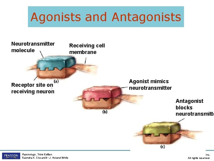 Agonists and Antagonists Neurotransmitter molecule Receptor site on receiving neuron Receiving cell membrane Agonist