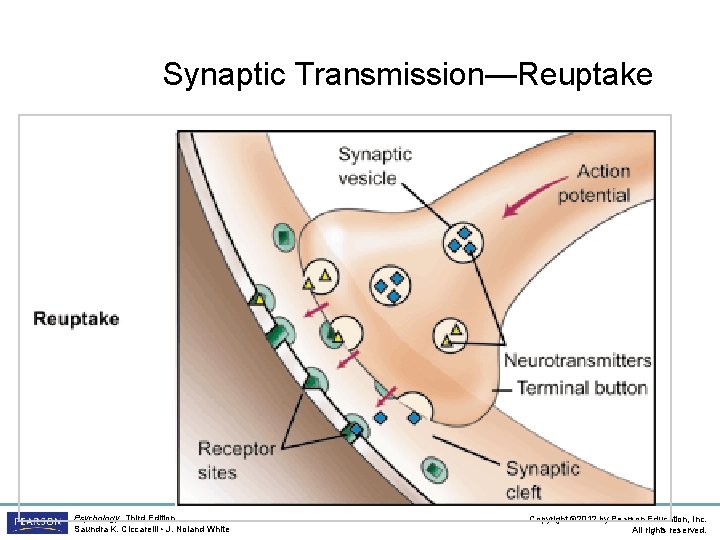 Synaptic Transmission—Reuptake Psychology, Third Edition Saundra K. Ciccarelli • J. Noland White Copyright ©