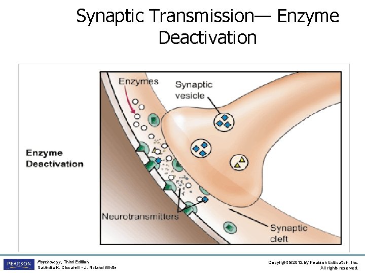 Synaptic Transmission— Enzyme Deactivation Psychology, Third Edition Saundra K. Ciccarelli • J. Noland White