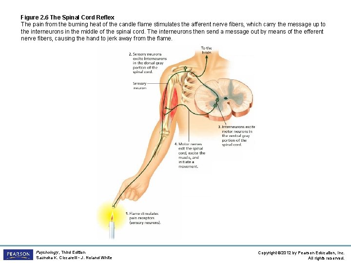 Figure 2. 6 The Spinal Cord Reflex The pain from the burning heat of