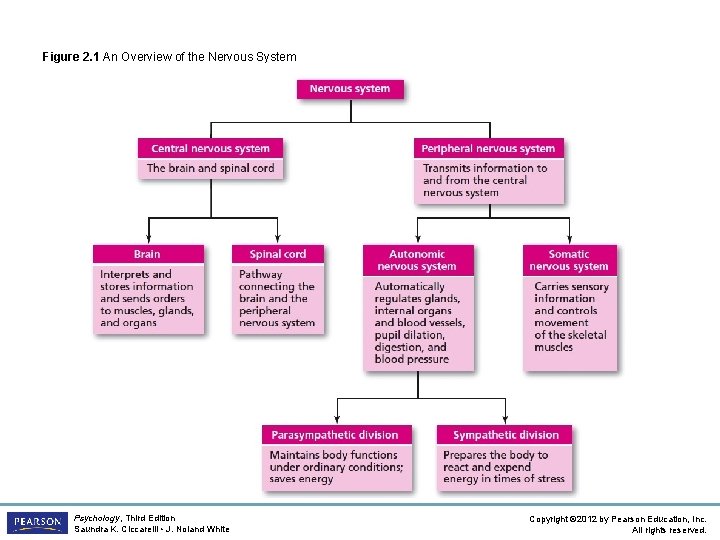 Figure 2. 1 An Overview of the Nervous System Psychology, Third Edition Saundra K.