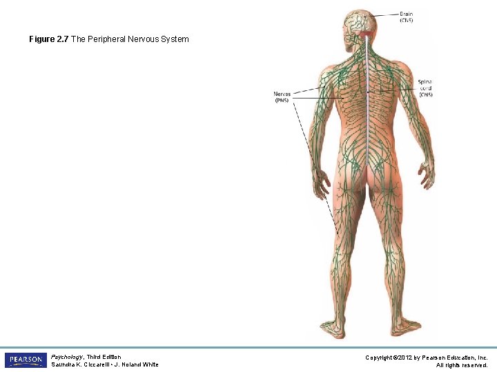 Figure 2. 7 The Peripheral Nervous System Psychology, Third Edition Saundra K. Ciccarelli •