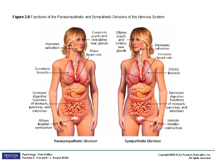 Figure 2. 8 Functions of the Parasympathetic and Sympathetic Divisions of the Nervous System